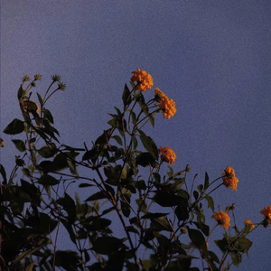 舞香阿姨演的电影大全
